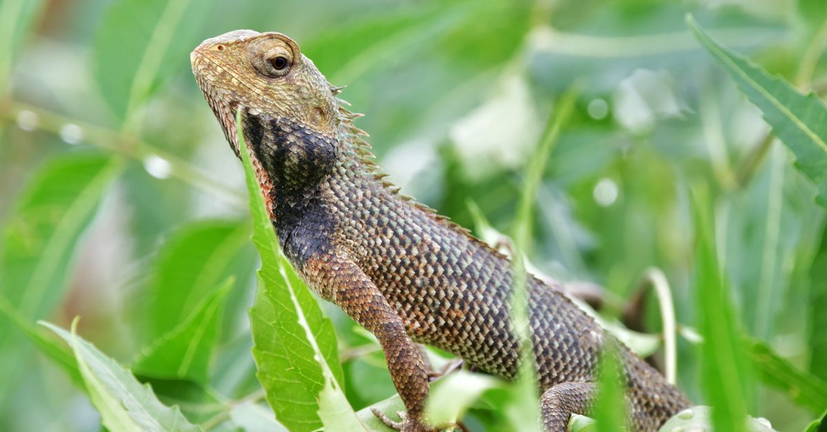 Geco su una foglia in ambiente tropicale