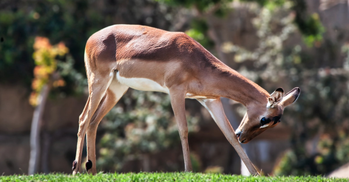 Gerenuk, l'antilope giraffa dal collo lungo nella savana africana