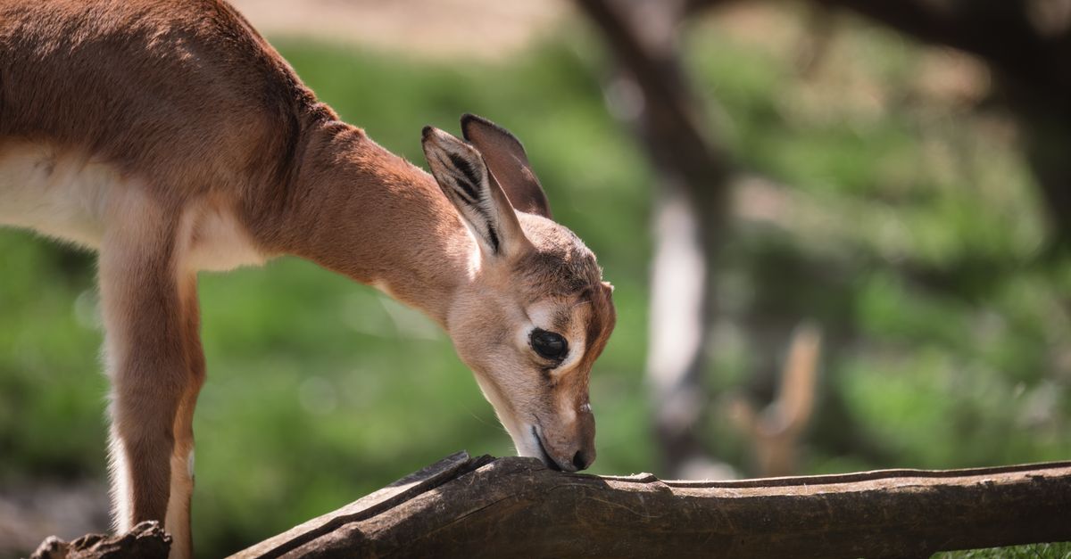 Gerenuk, l'antilope giraffa dal collo lungo nella savana africana (3)