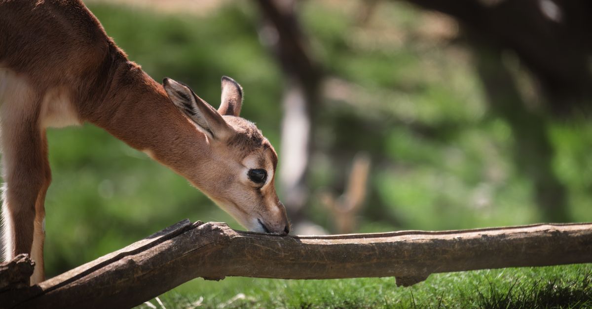 Gerenuk, l'antilope giraffa dal collo lungo nella savana africana (4)