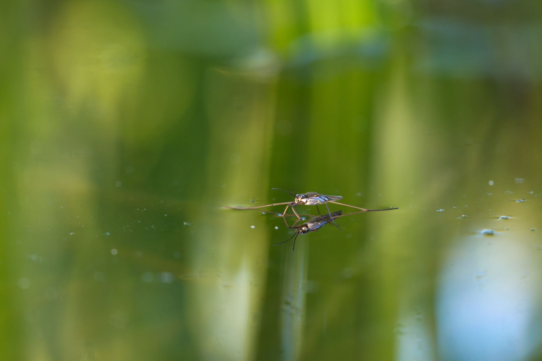 Superficie dell'acqua di uno stagno con increspature