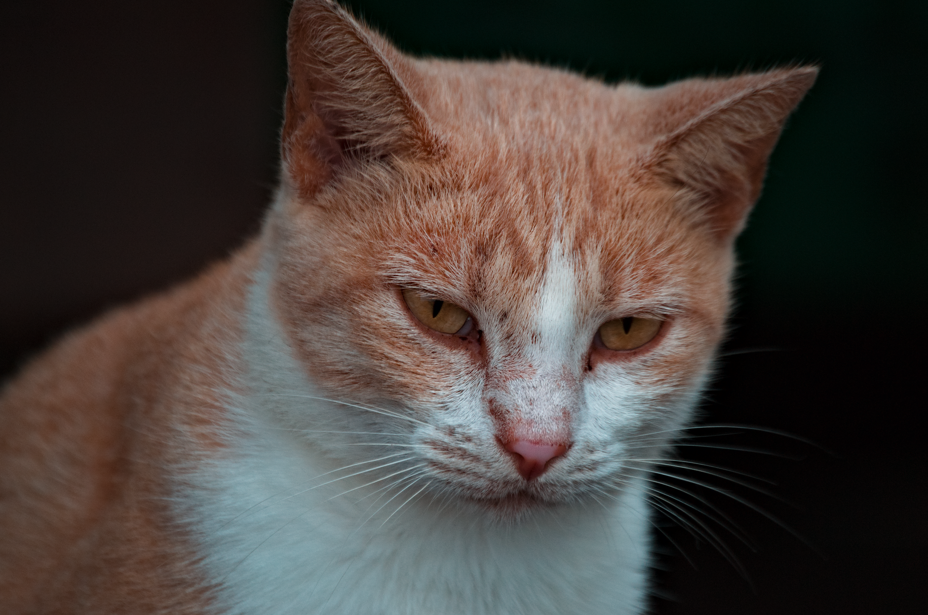 Gatto domestico che guarda in camera