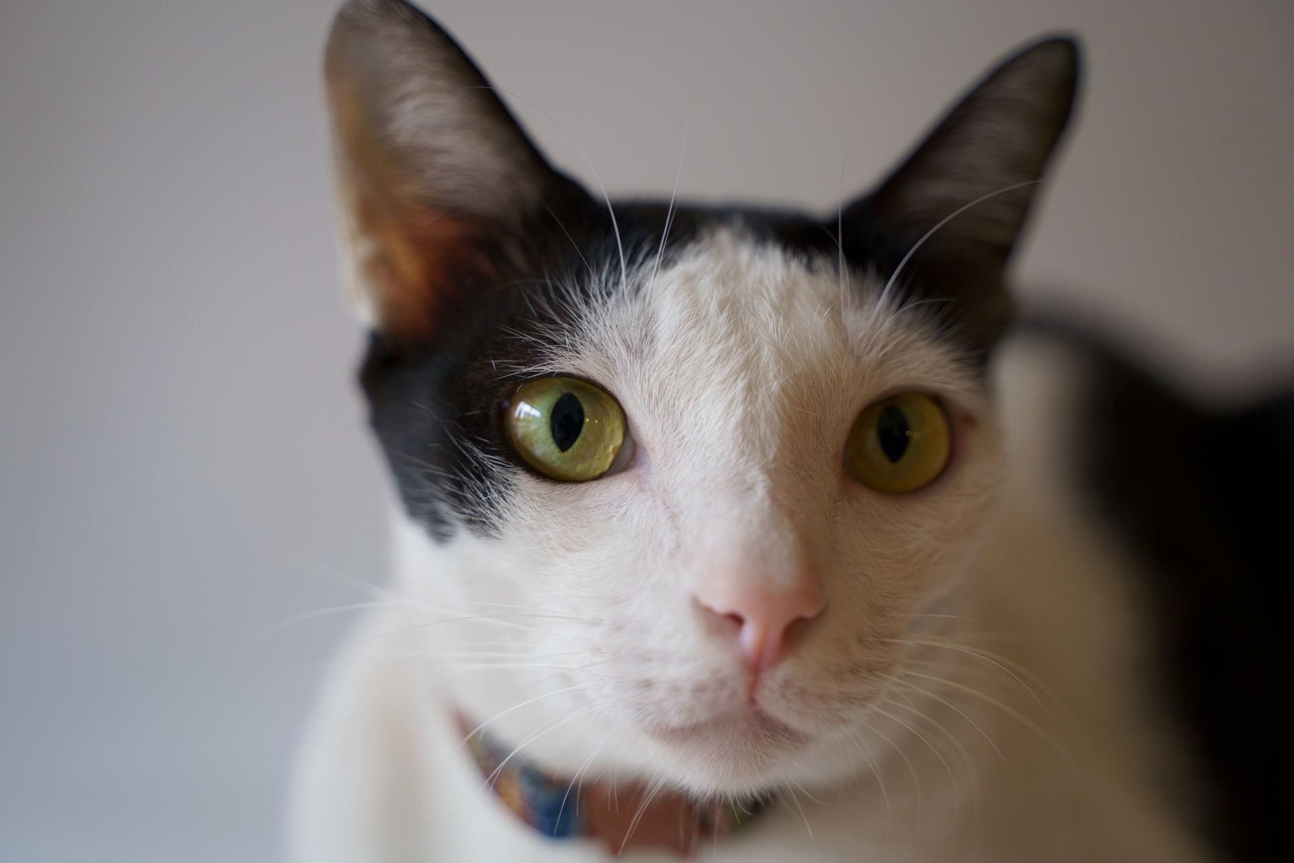 Gatto rilassato disteso in casa