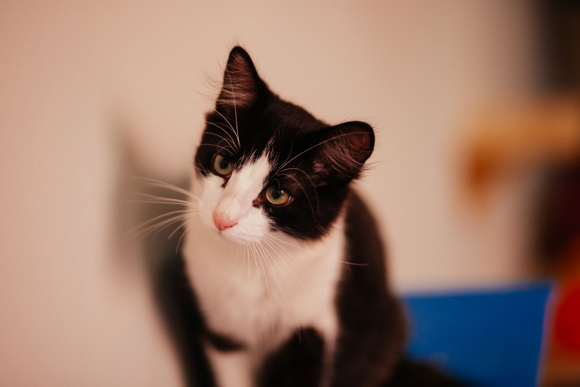 Gattino curioso con lo sguardo attento