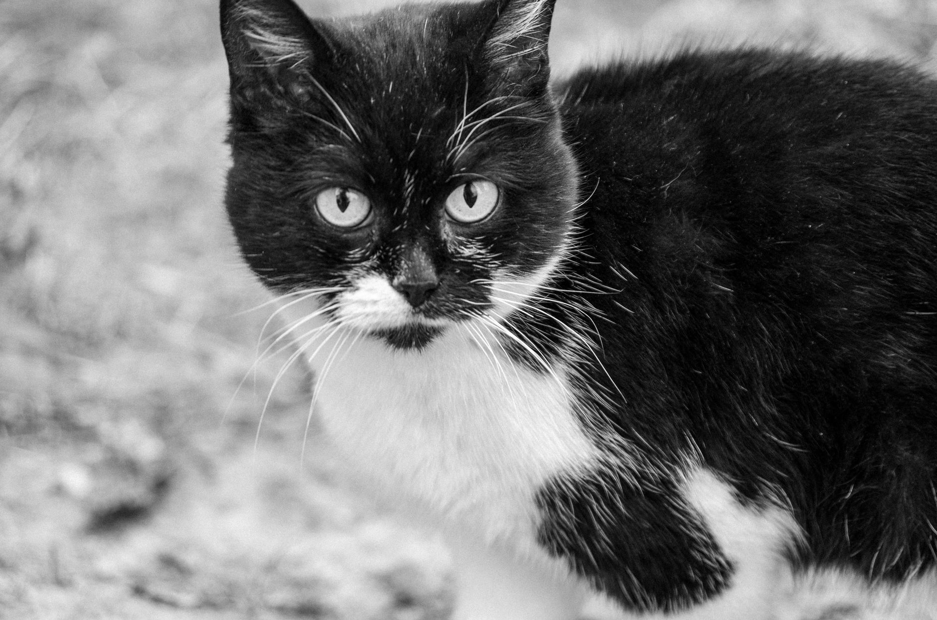 Gatto acciambellato durante il riposo
