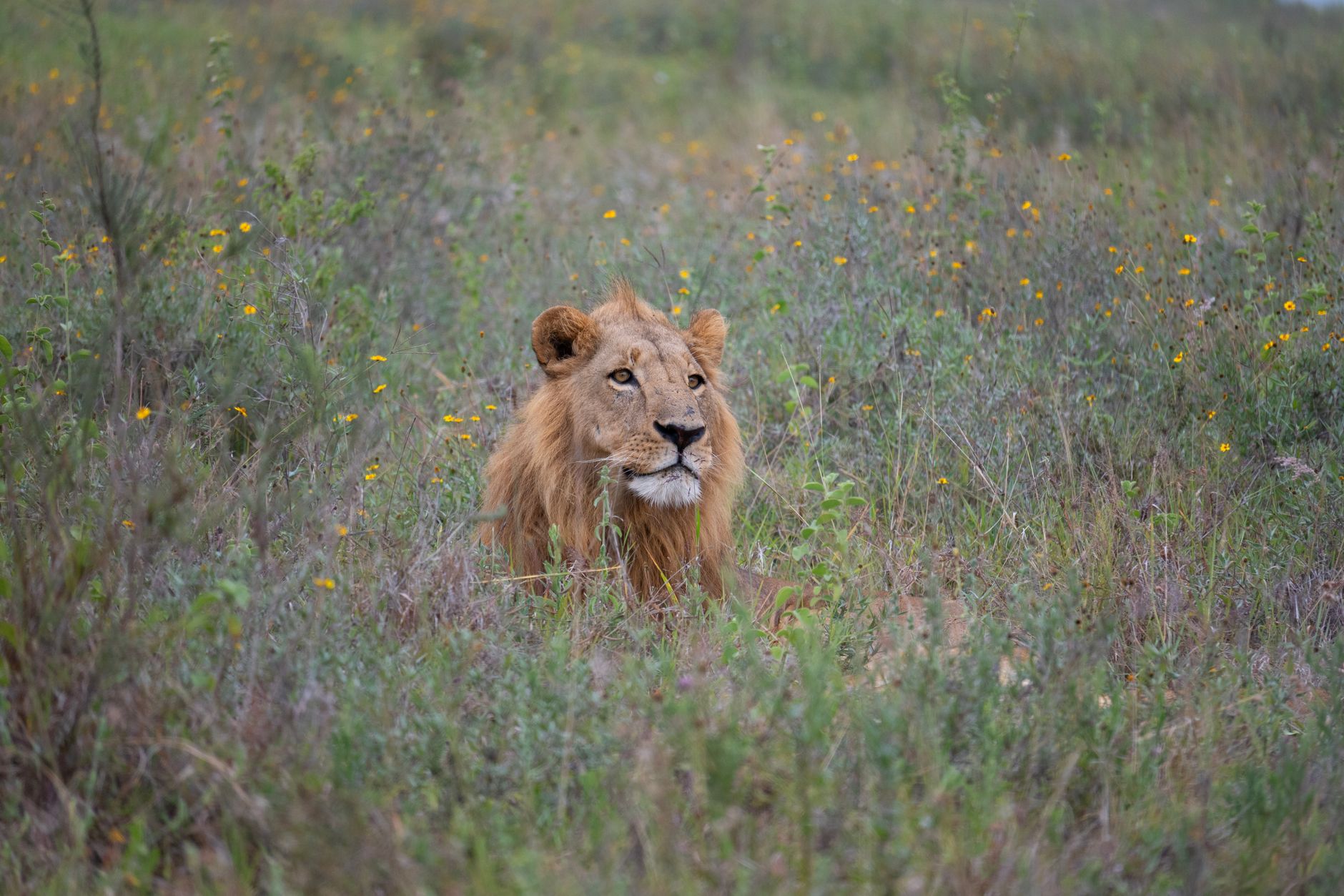 Leone maschio con criniera nella savana africana