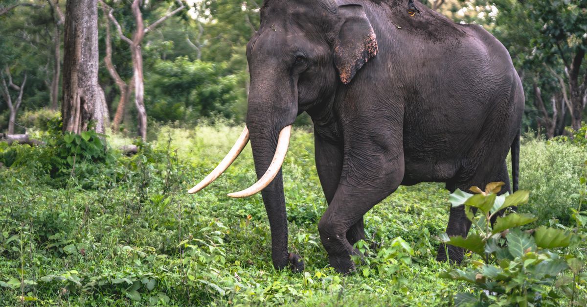 Elefante africano nella savana
