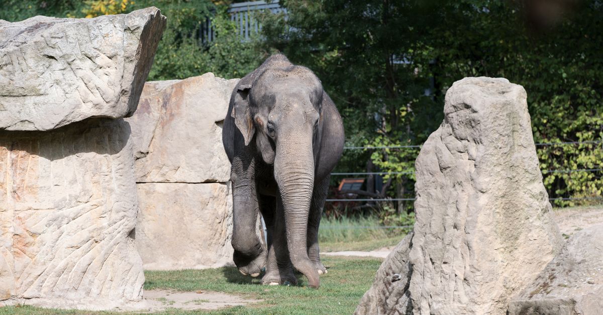 Elefante con la proboscide alzata