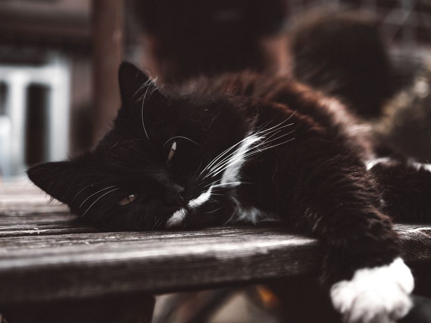 Giornata mondiale del gatto nero: significato e origini