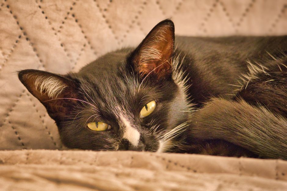 Il gatto nero è vittima di antichi pregiudizi privi di fondamento scientifico.
