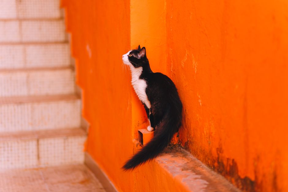 Il colore del manto dipende solo dalla genetica e non influisce sul carattere.