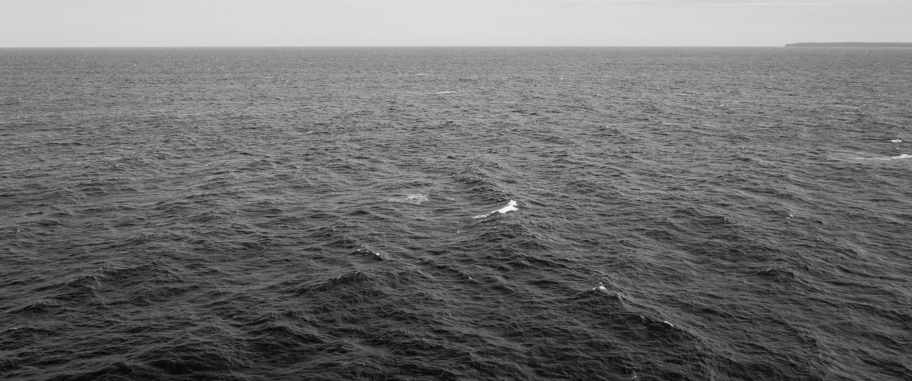 Squalo balena che nuota nell'oceano con le sue macchie chiare