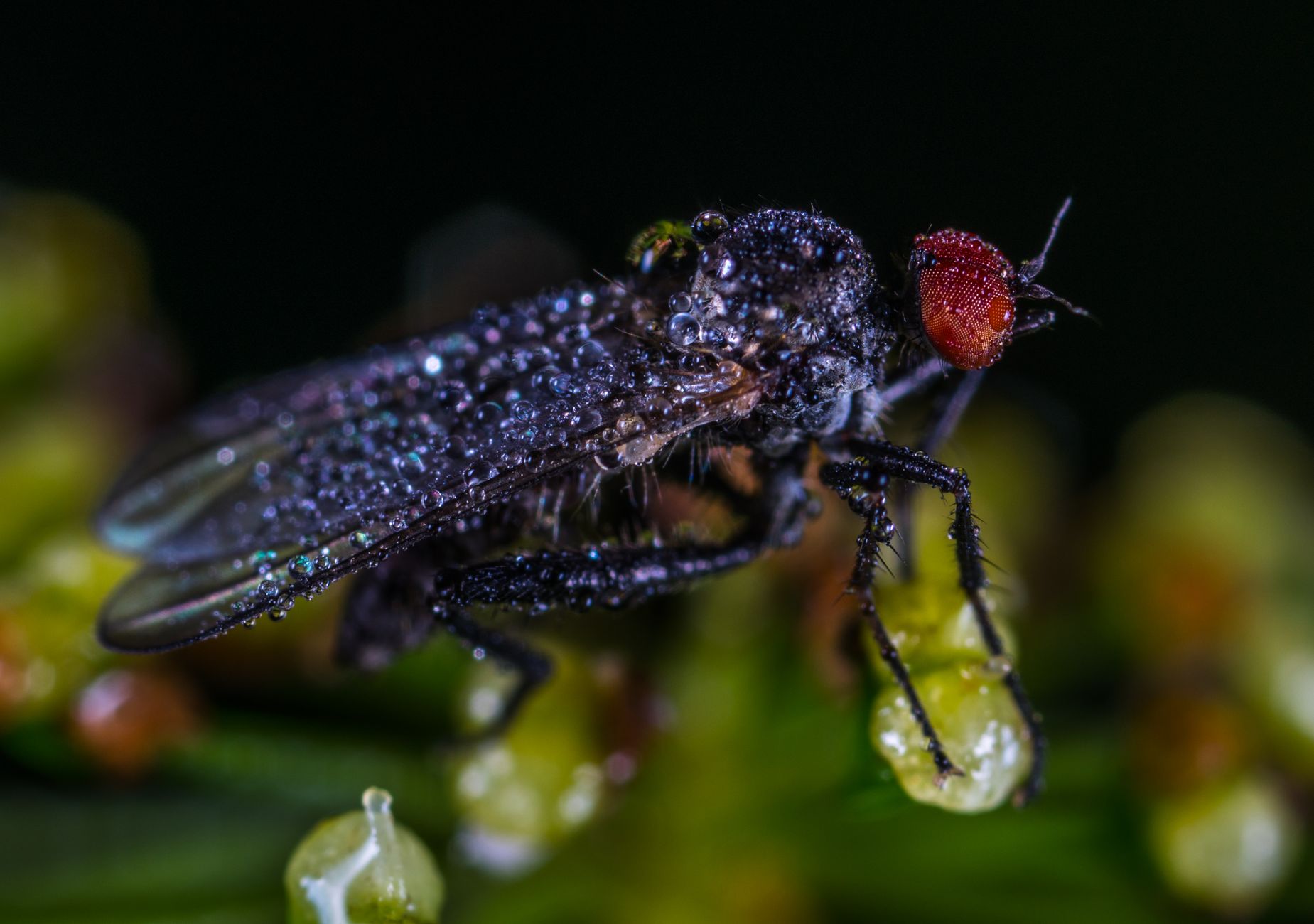 Dettaglio macro di una zanzara