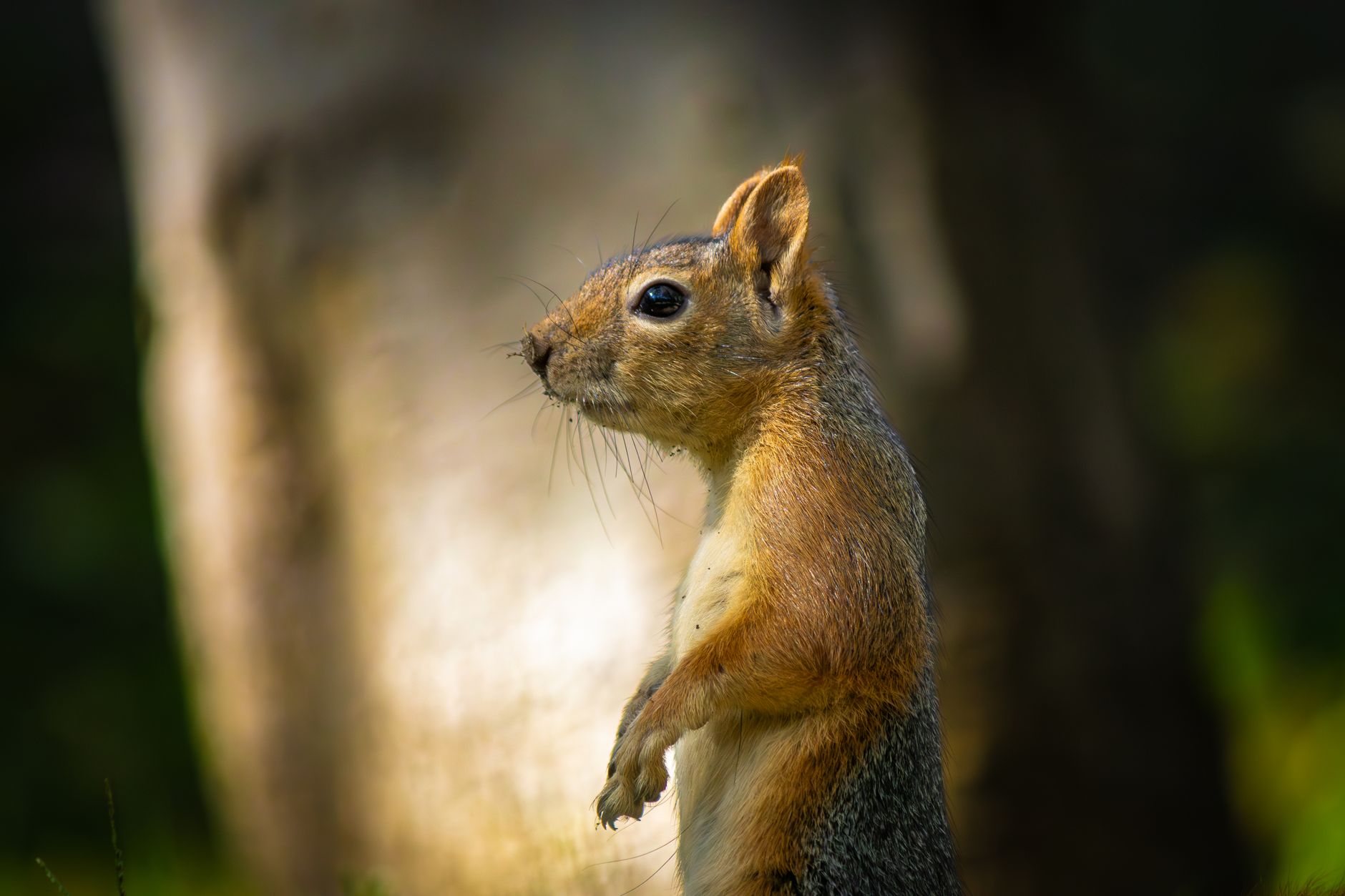 Diversi animali selvatici in un ambiente naturale