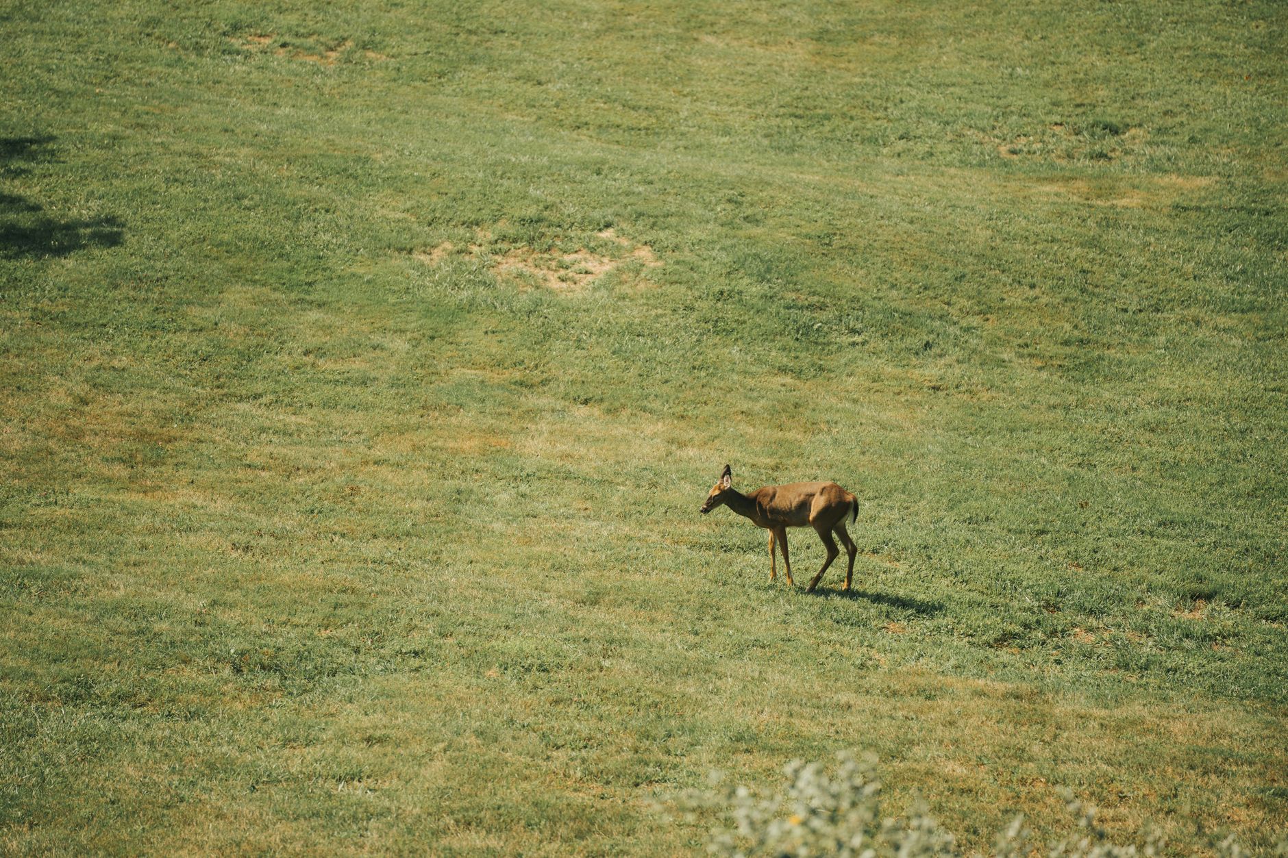 Elefanti nella savana simbolo della fauna selvatica