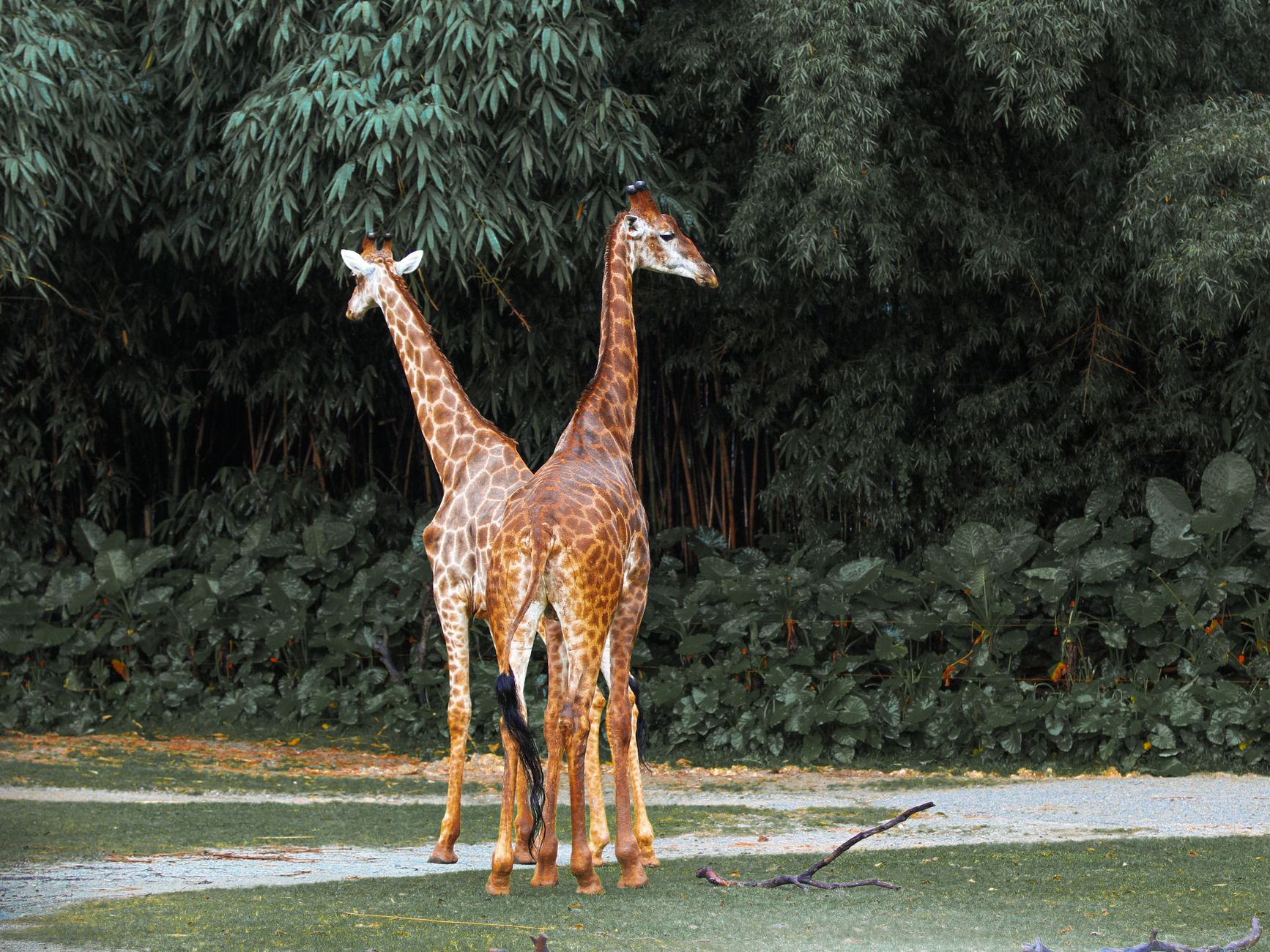 Giraffa dal lungo collo nella savana