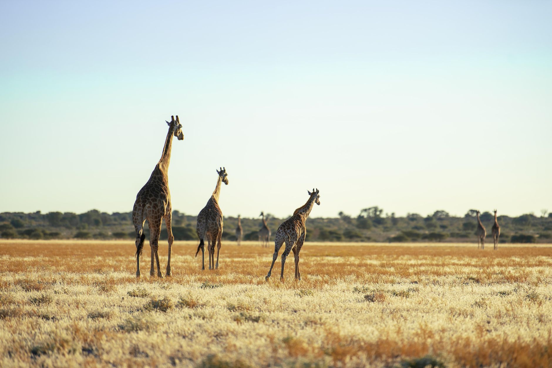 Giraffa dal lungo collo nella savana (2)