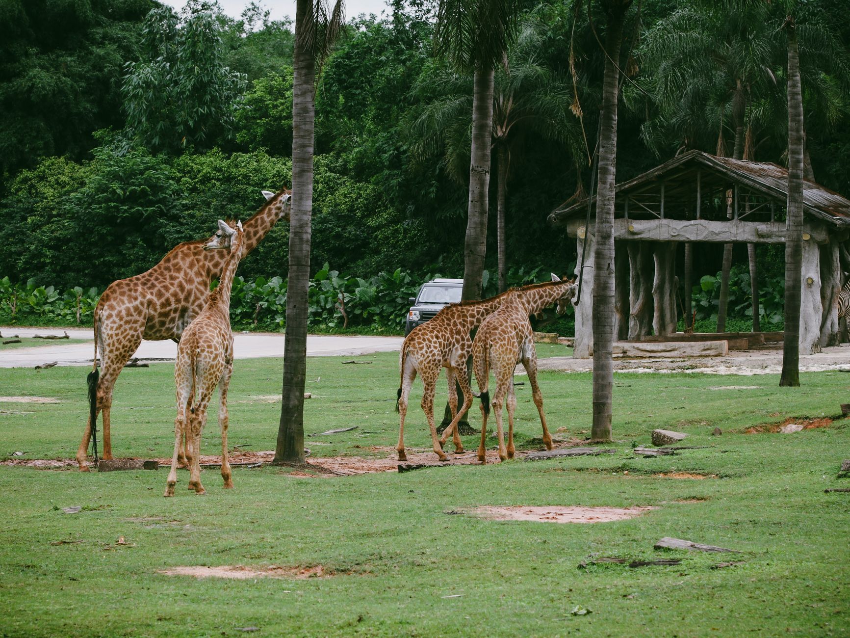 Giraffa dal lungo collo nella savana (3)