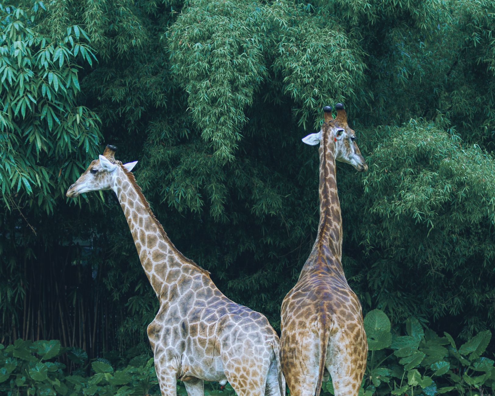 Giraffa dal lungo collo nella savana (4)