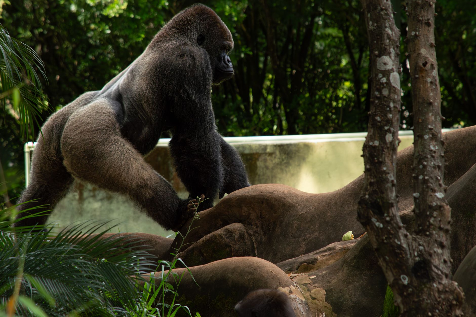 Gorilla di pianura mentre mangia foglie nella foresta