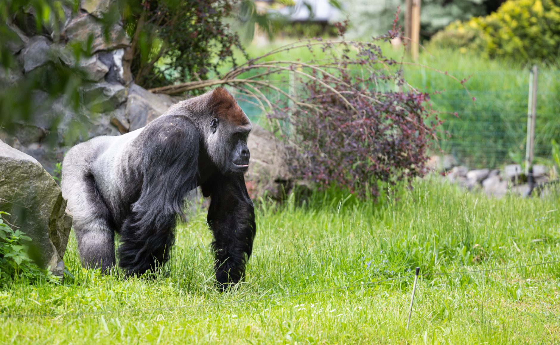 Primo piano di un gorilla che mastica vegetazione