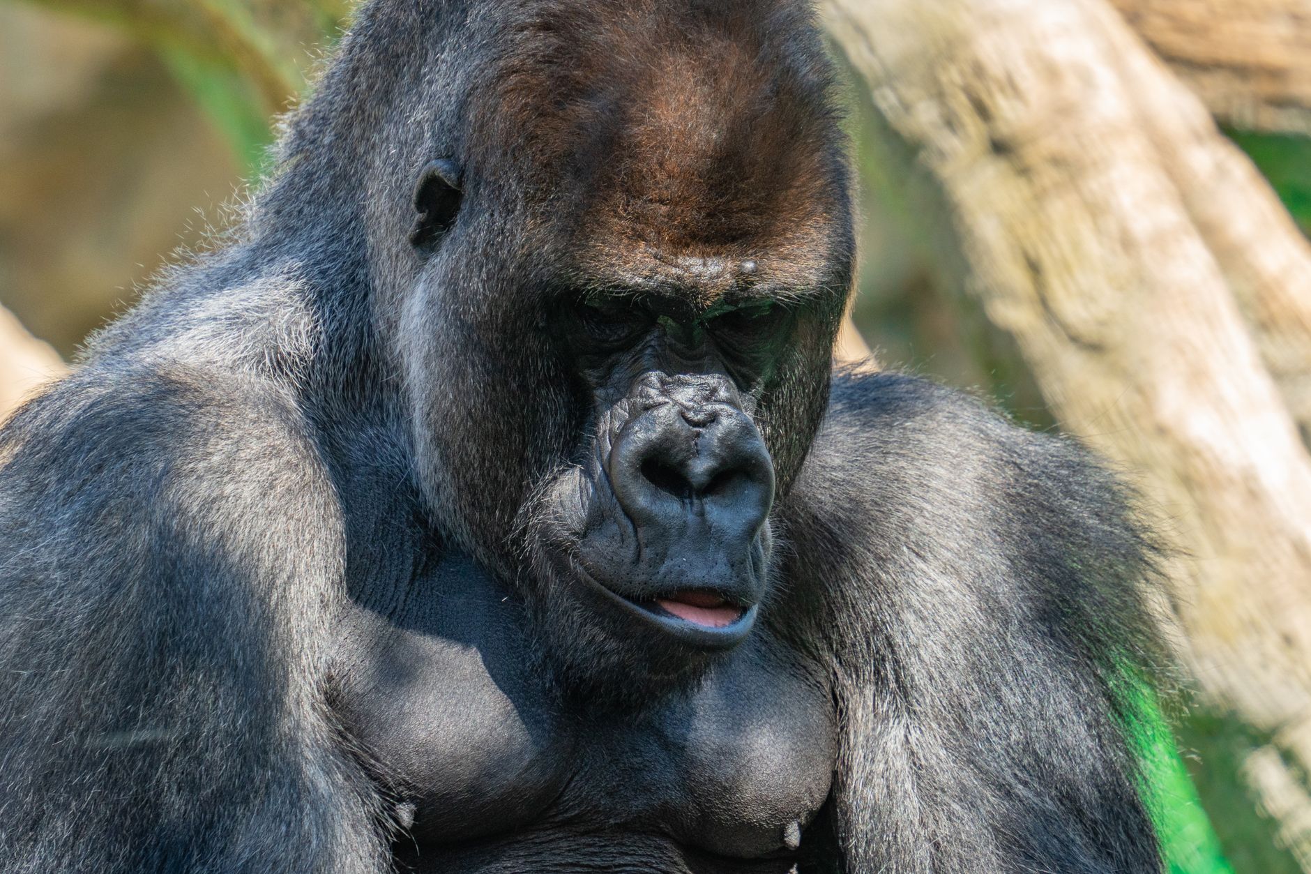 Silverback adulto seduto tra la vegetazione della foresta