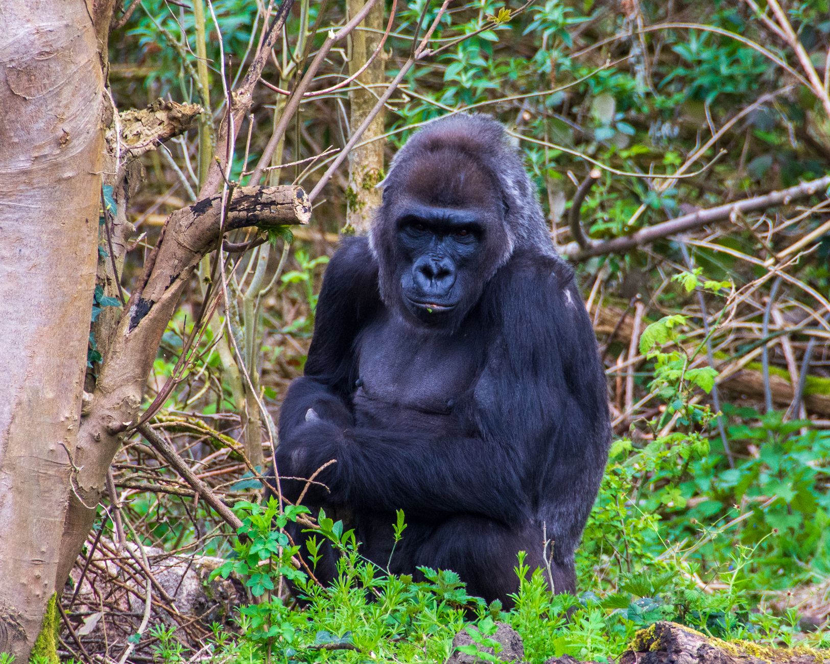 Gorilla in un ambiente forestale verde e fitto