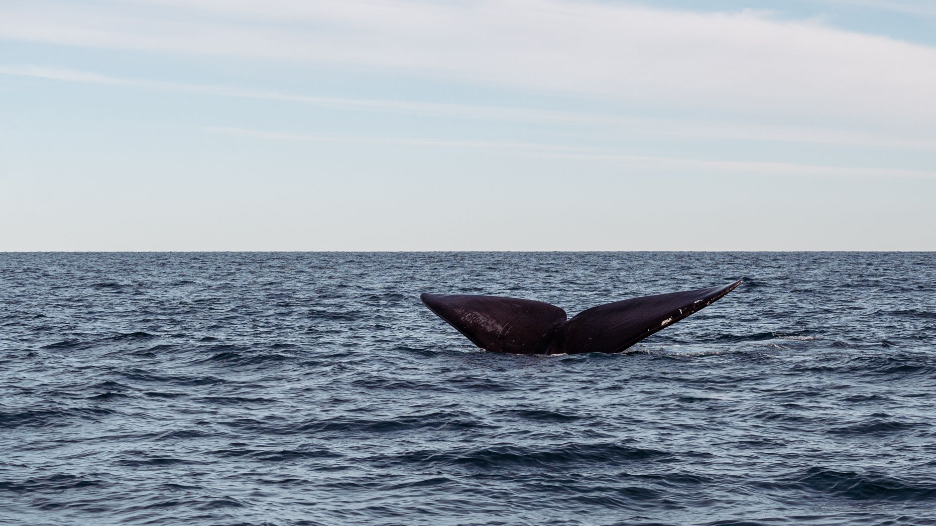 Balena che emerge dall'oceano