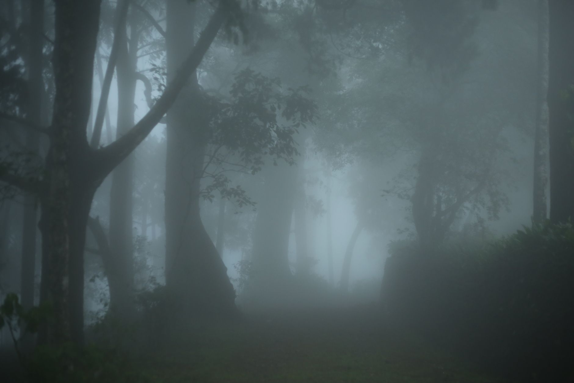 Atmosfera gotica e oscura tra gli alberi
