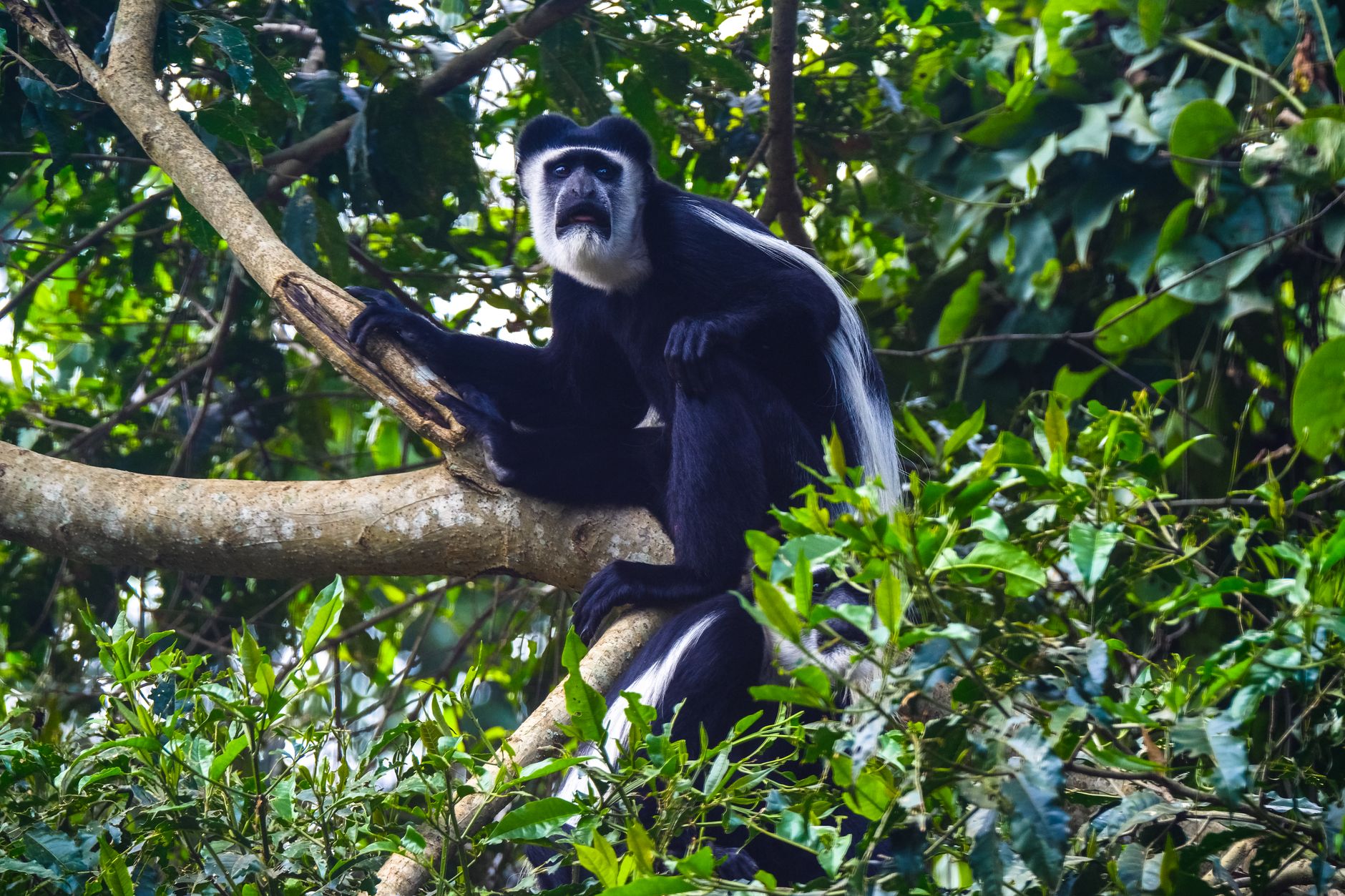 Primate tra le chiome della foresta del Congo