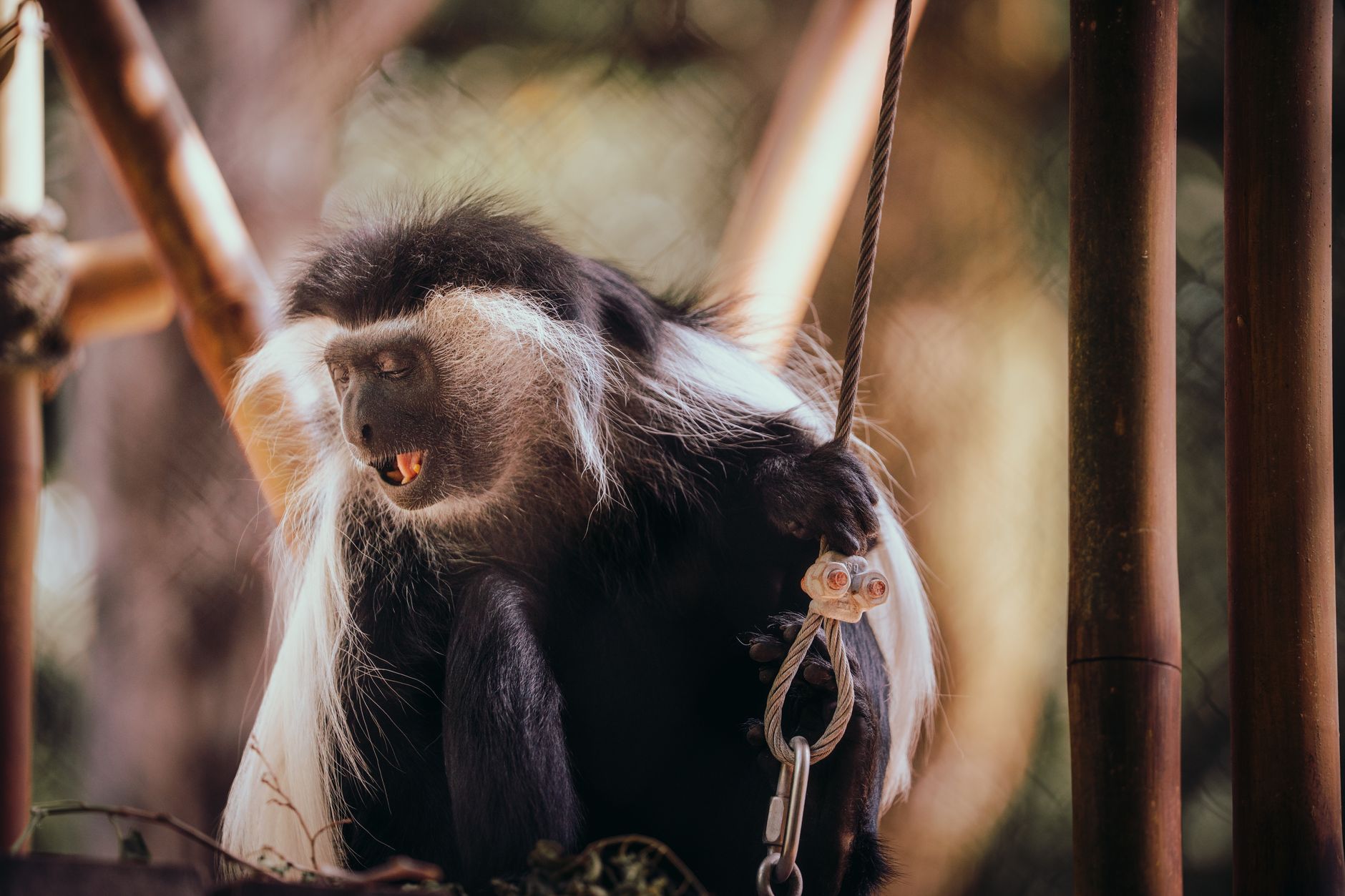 Una scimmia africana nel suo habitat naturale