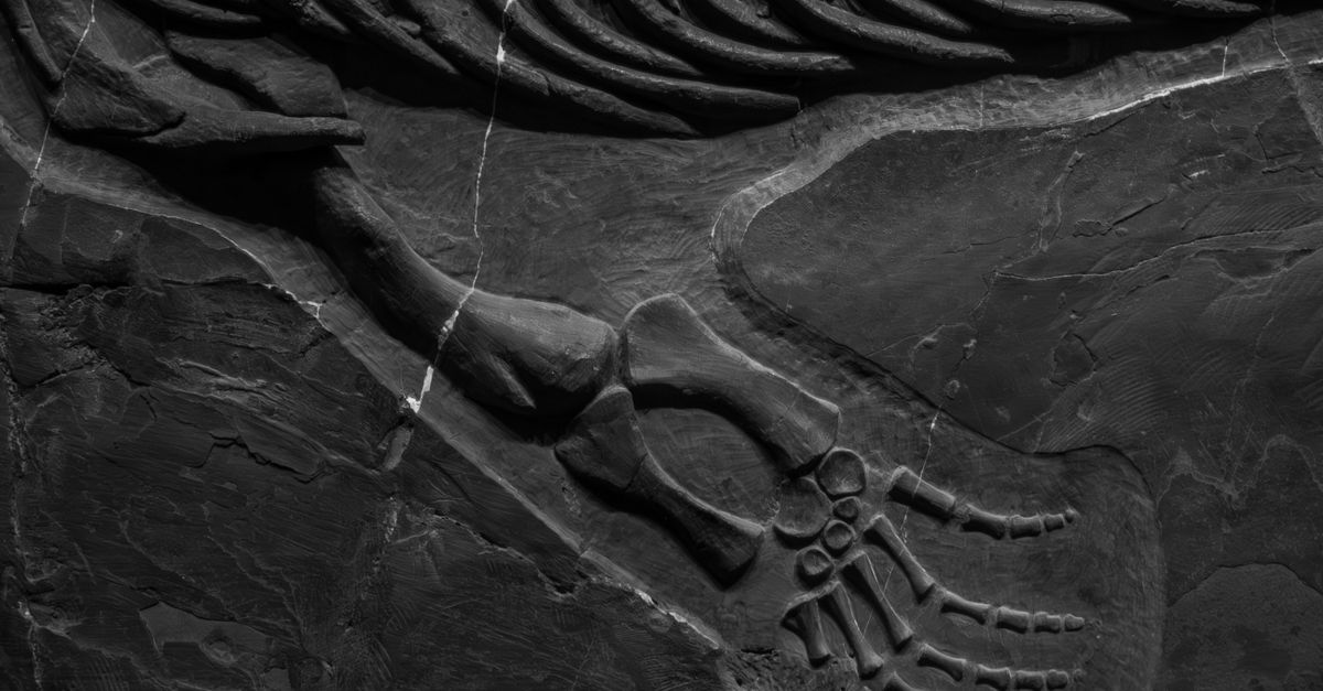 Scheletro fossile di un antico proboscidato in un museo