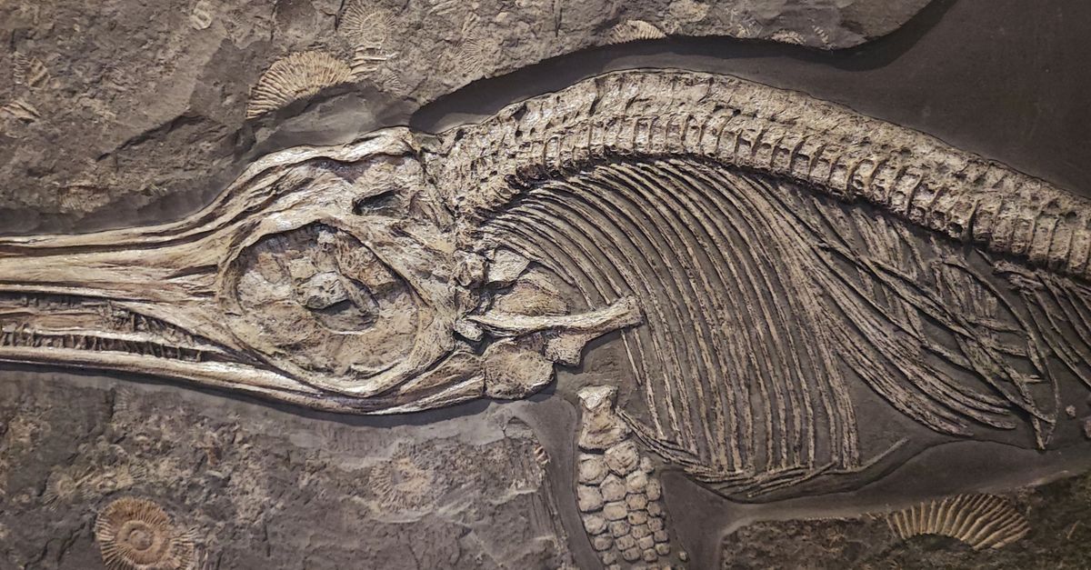 Denti e resti fossili di un grande mammifero preistorico