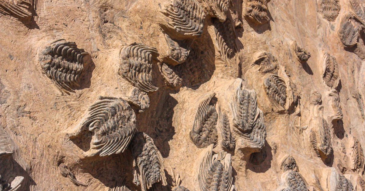 Zanne fossili di un antico parente degli elefanti