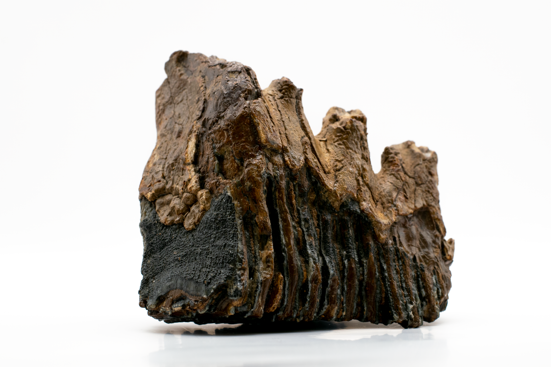 Roccia con impronta fossile di una foglia antica