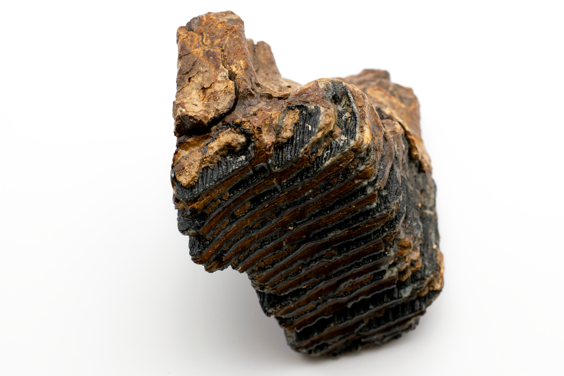 Fitta vegetazione di una foresta pluviale temperata