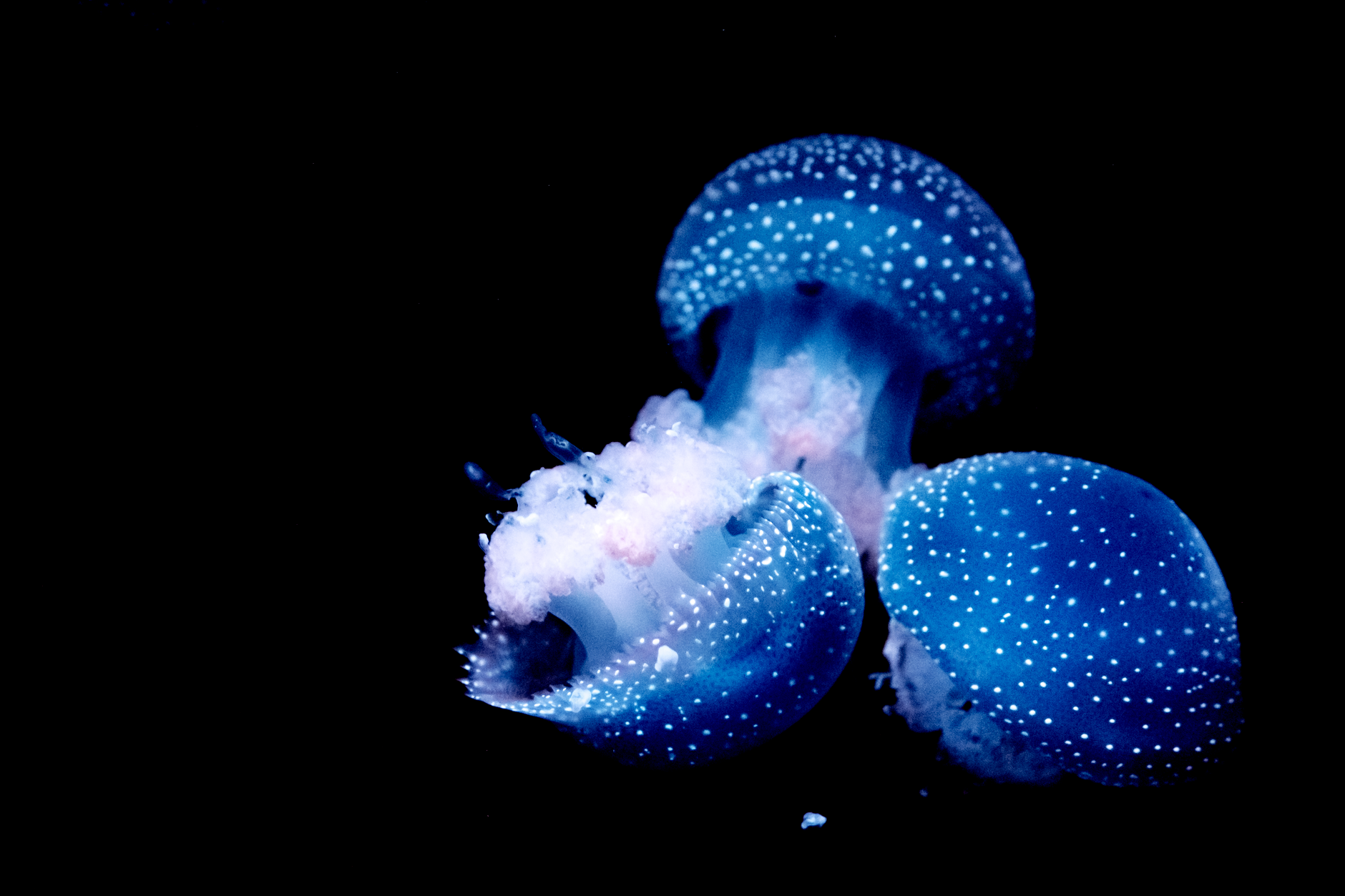 Medusa che nuota nel mare azzurro