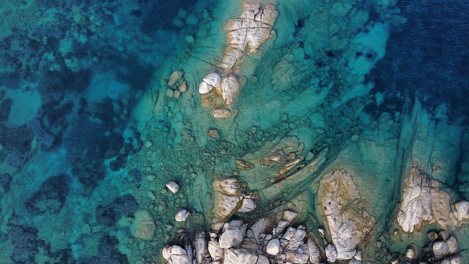 Meduse trasparenti sospese nell'acqua del mare
