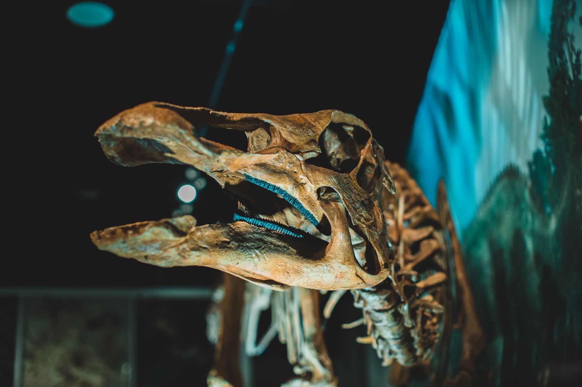 Fossile di dinosauro conservato nella roccia