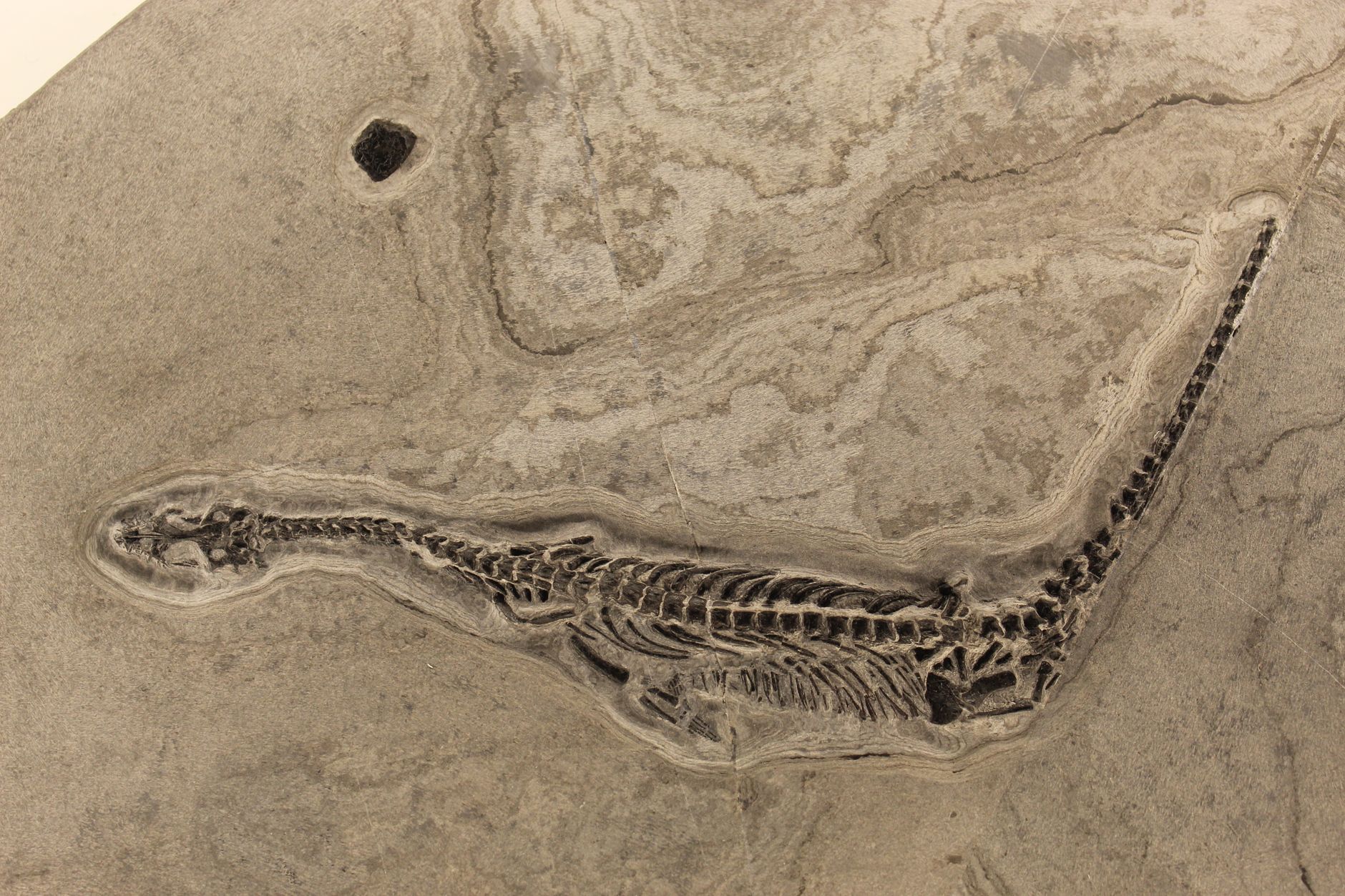 Scheletro di dinosauro esposto in un museo