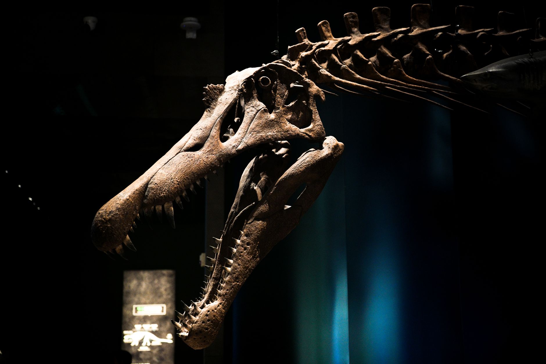 Dettaglio di un fossile durante uno scavo paleontologico