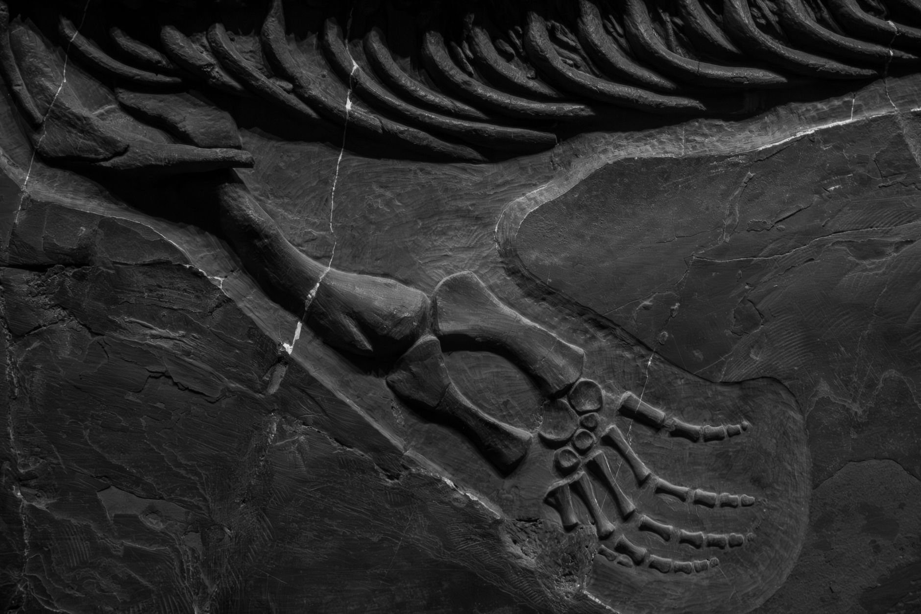 Ossa fossili di dinosauro parzialmente riportate alla luce