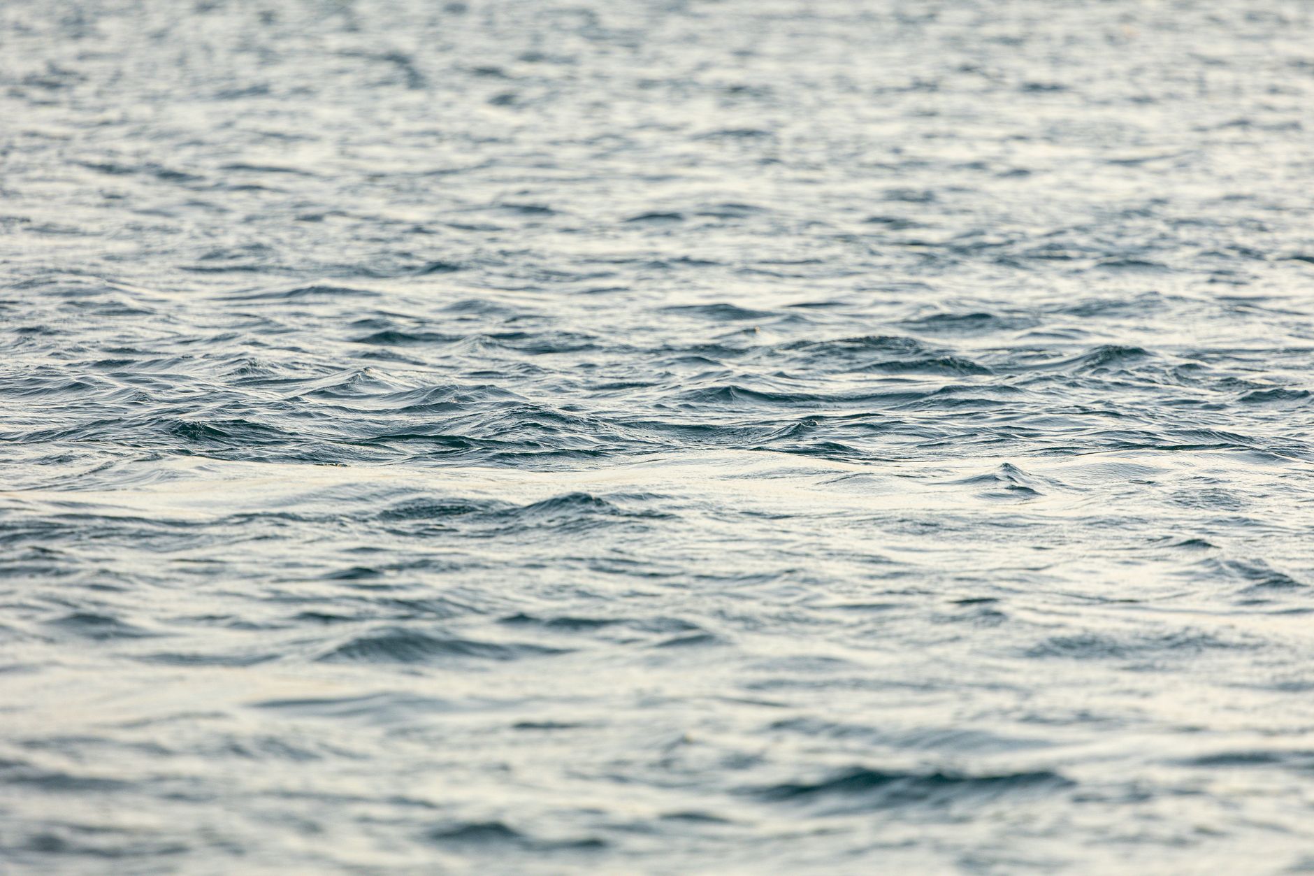 Superficie dell'oceano dove vive il fitoplancton