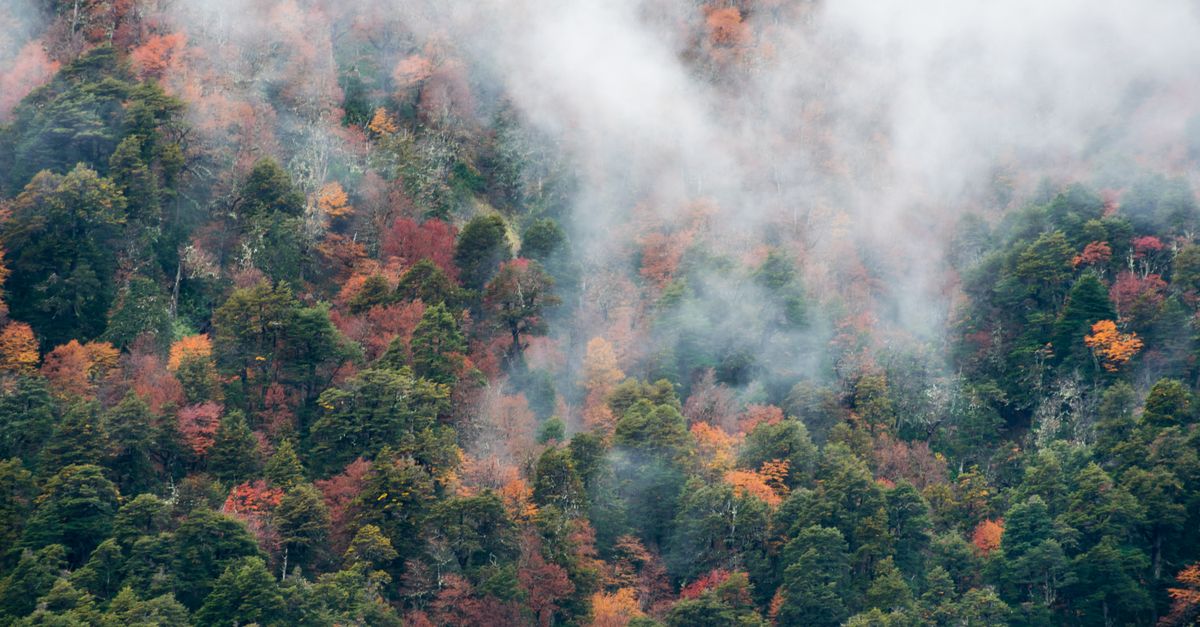 Foresta nuvolosa delle Ande avvolta dalla nebbia, habitat dell'olinguito