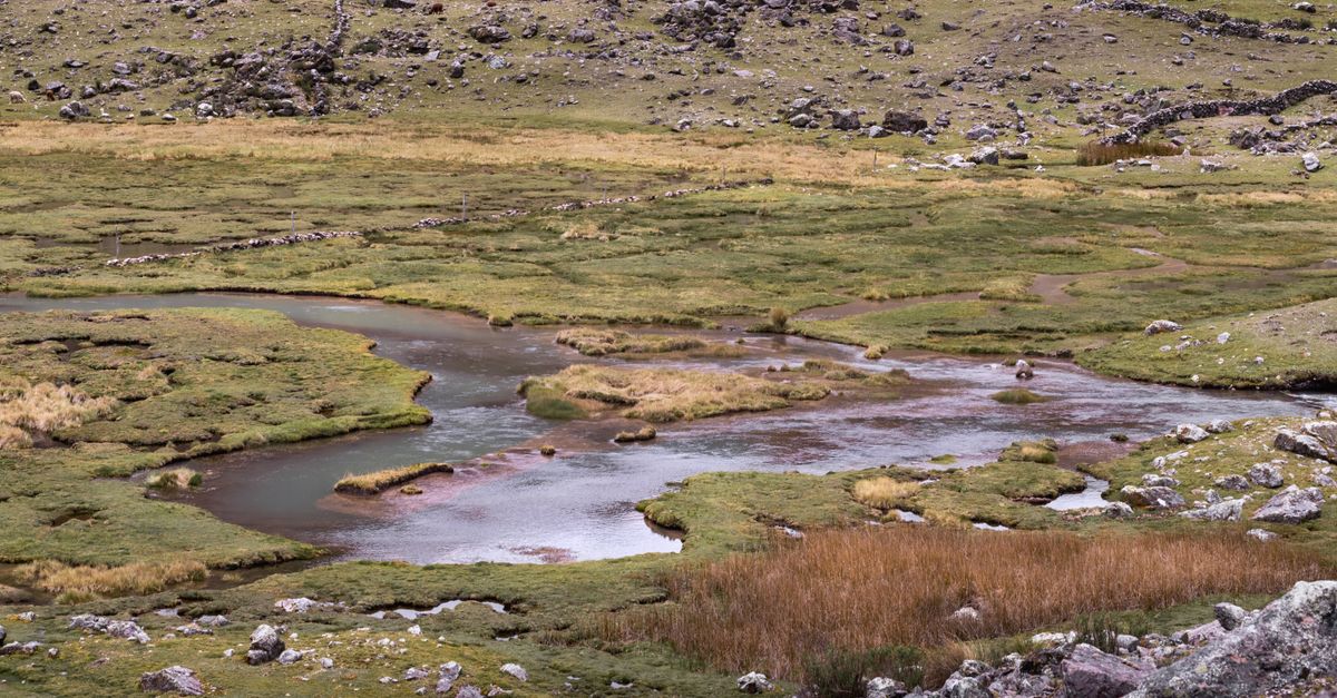 Piccolo mammifero arboricolo simile a un procione tra i rami