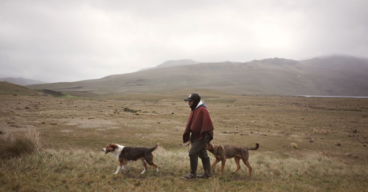 Foresta pluviale montana con vegetazione fitta e umida