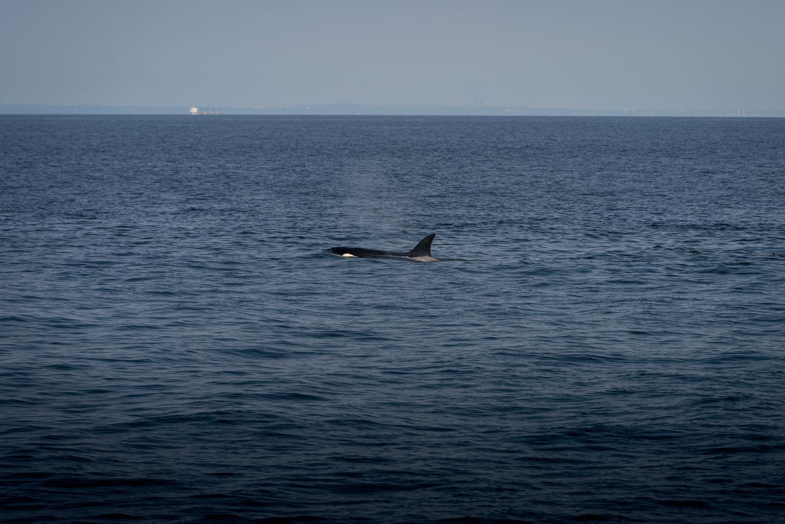 Orca che nuota in superficie nell'oceano con la pinna dorsale visibile