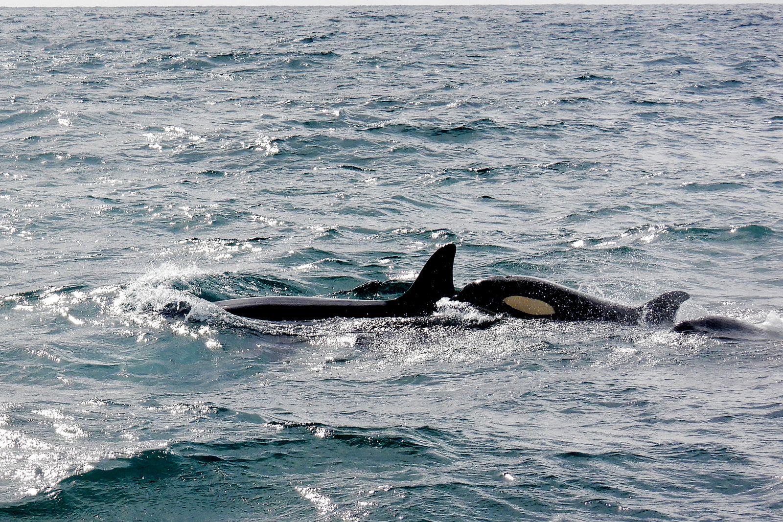 Gruppo di orche iberiche che nuotano vicino alla superficie del mare