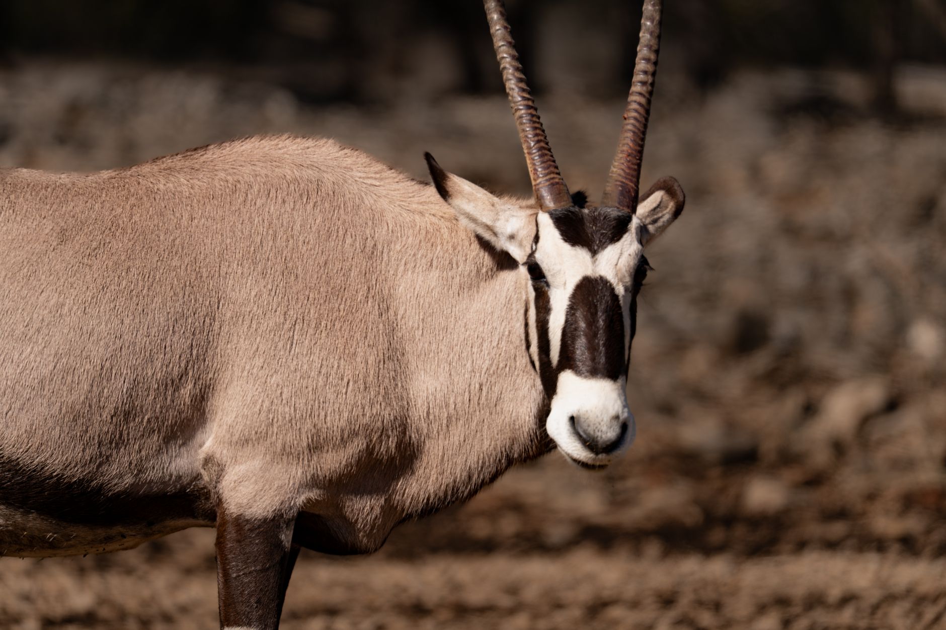 Antilope orice nel suo ambiente arido