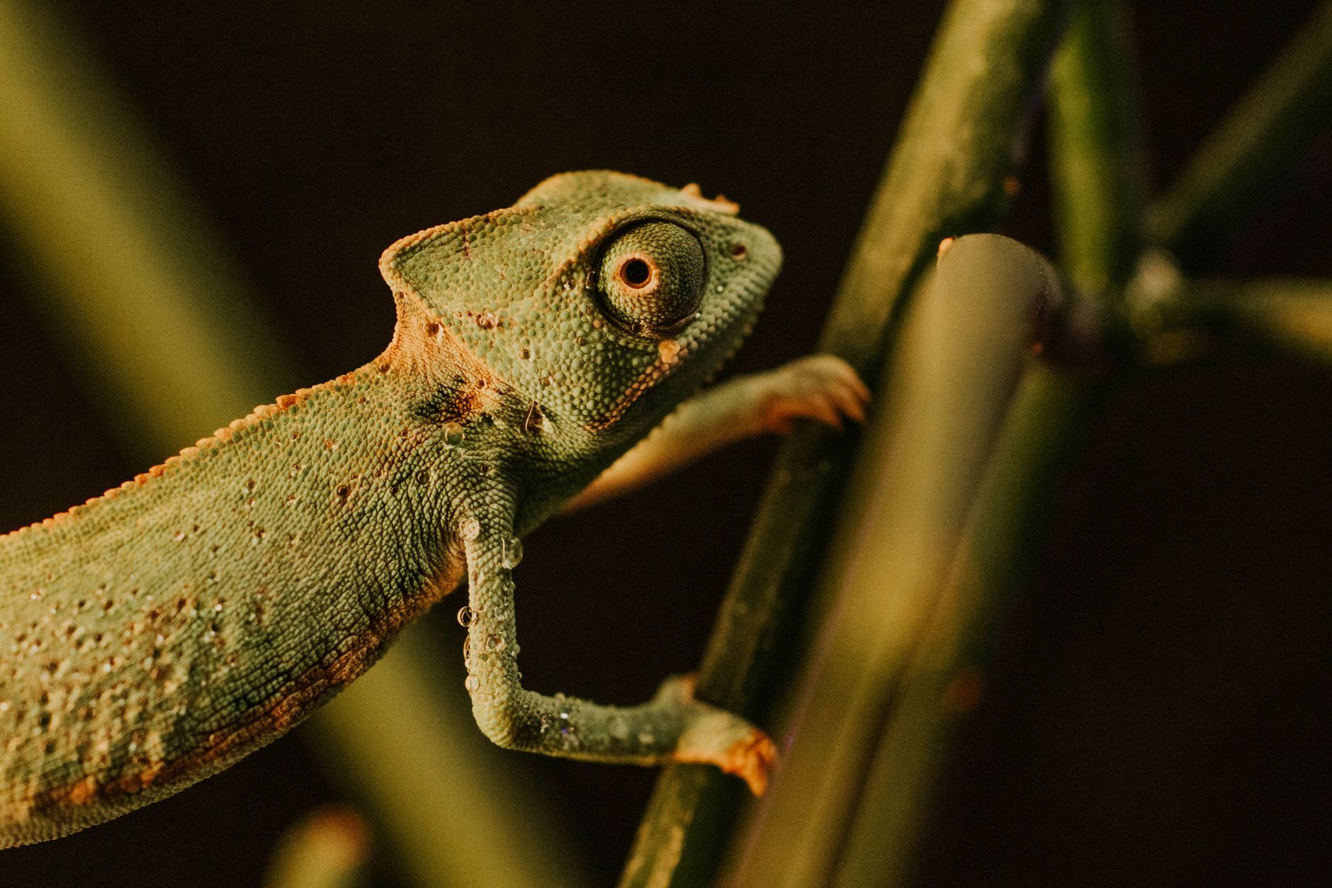 Un pangolino, mammifero ricoperto di scaglie